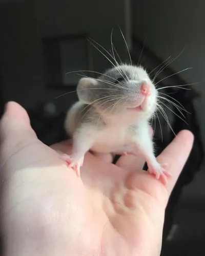 RATO fofinho