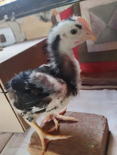 Pintinho GSB galinha balão