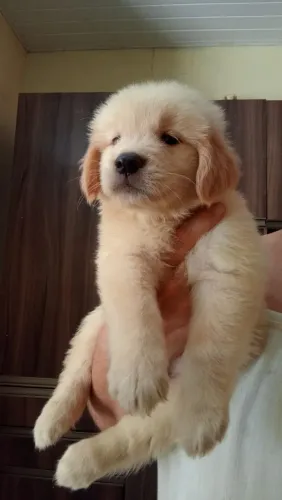 Golden Retriever fêmeas Disponíveis