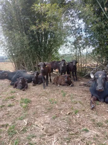 Bezerros Búfalos Macho