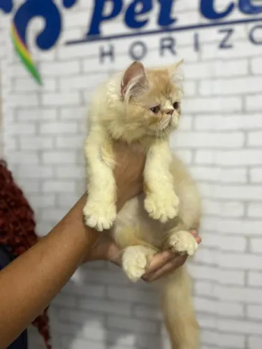 Filhote de gato persa