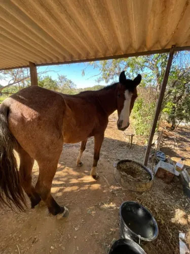 Cavalo de pequeno porte manso e bom de sela.