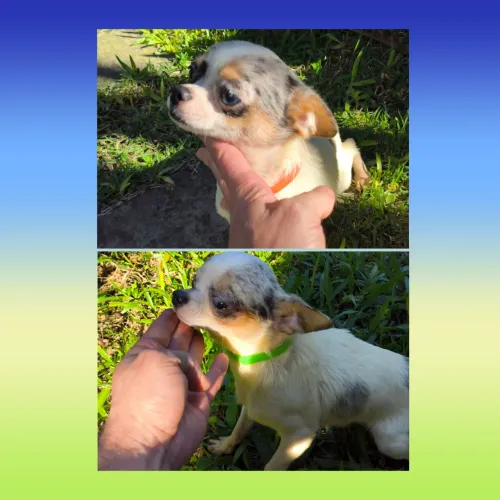 Chihuahua Merles Olhos Azuis Pelo Curto. 