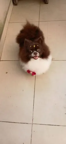 Lulu fêmea 2 anos