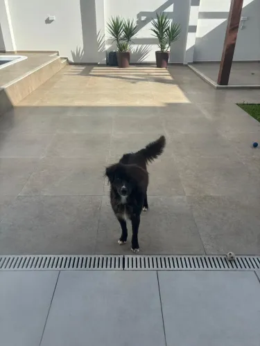 Adoção