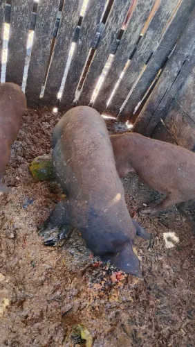 Leitão vendo 3 por 1.000 reais