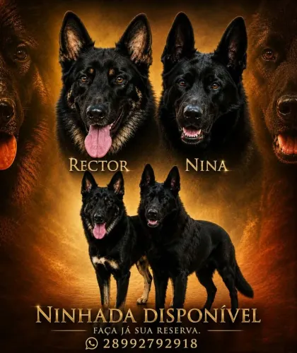 Filhotes Pastor Alemão PROMOÇÃO 