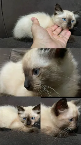Gatinho pra doação