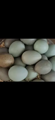 Ovos galados de codorna chinesa