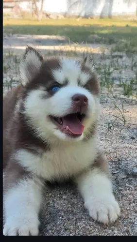 Husky siberiano