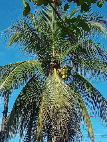 Vendemos coco verde no atacado