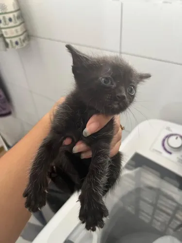 Doa-se gatinhos