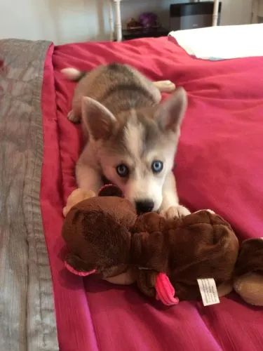 Husky siberiano Seu companheiro de quatro patas começa aqui