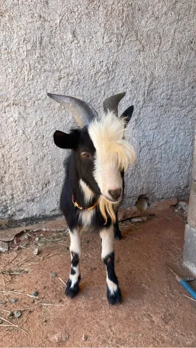 Mini cabra matriz