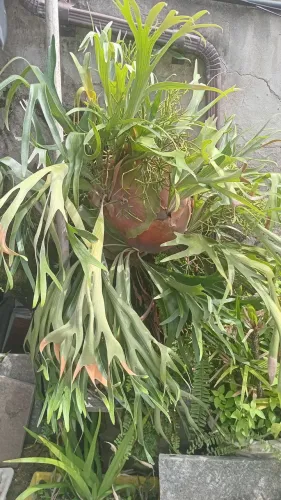 Planta Chifre de Veado