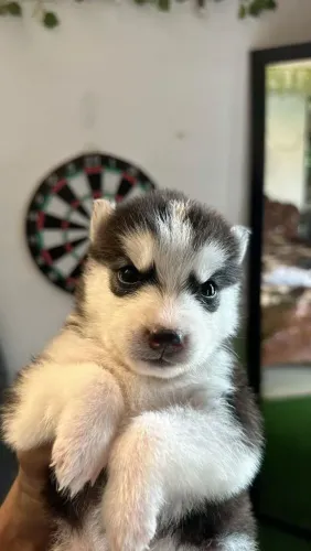 Husky siberiano Um filhote cheio de energia e amor