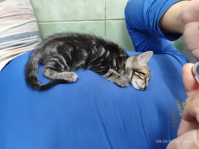 Gata adoção 