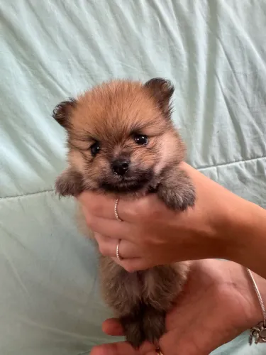 Filhotes machos de Spitz Alemão 