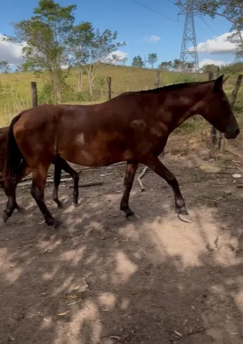 Égua mangalarga