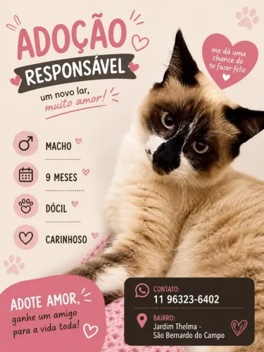 Filhote para adoção