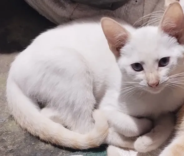 Doação de Gato
