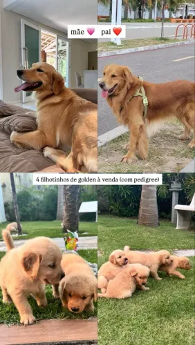 Filhote de Golden Retriever 