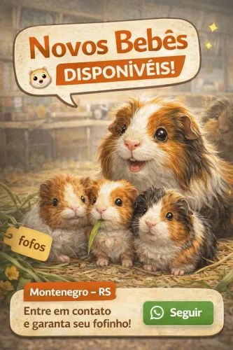 Filhotes Porquinhos da índia- Peruano