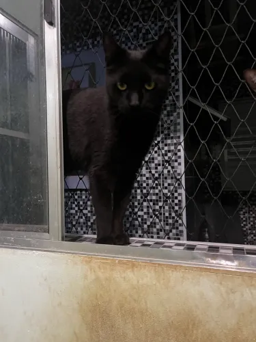 Gatinho pra doação responsável - Macho