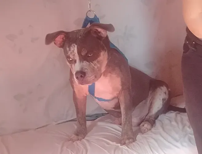 Pit monster muito bonitão vc fala com careca *