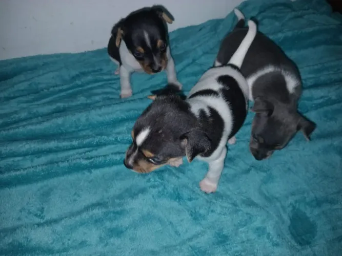Filhotes Terrier Brasileiro