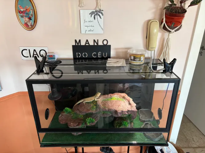 Vendo pogona de 6 meses