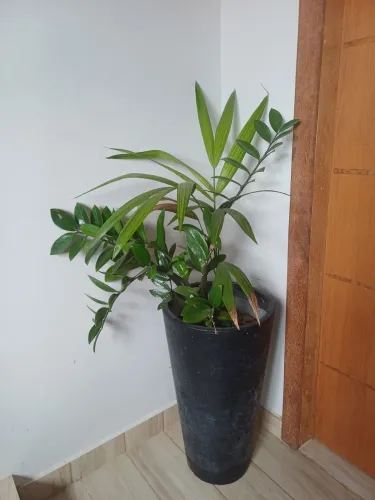 Plantas no Vaso com zamioculca e acaizeiro