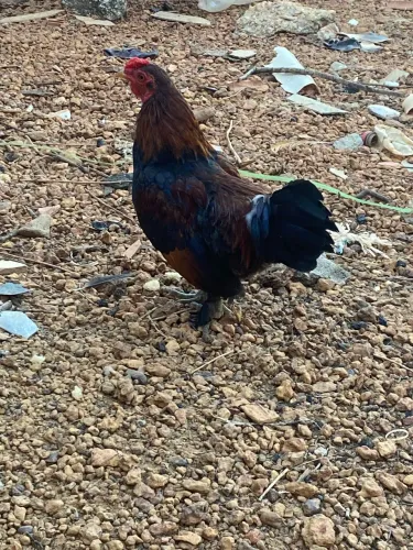 Galinze / Galo 