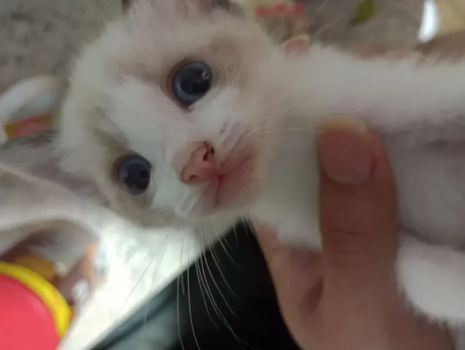 Filhote de gato 