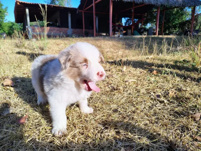 Filhote de Border Collie Macho