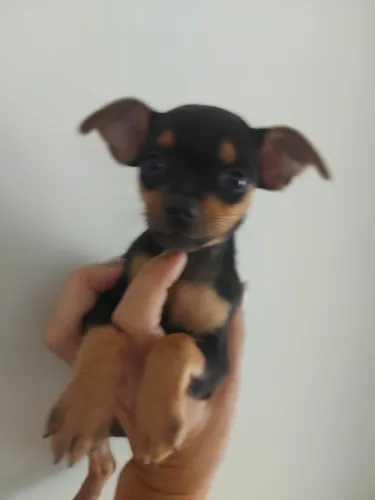 Pinscher 0