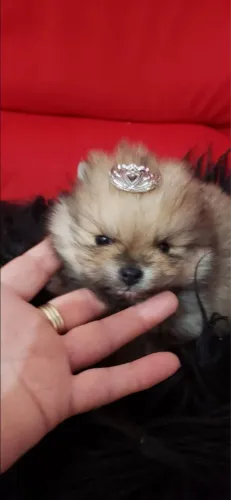 SPITZ ALEMÃO ( LULU D POMERANIA FÊMEA)