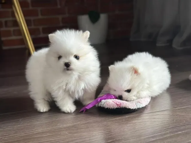 Vendo filhotes de Spitz alemão branquinhas mini