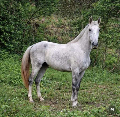 Cavalo MM castrado