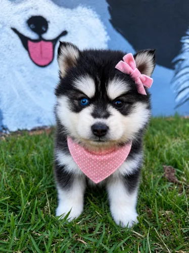 Filhotes de Pomsky F3