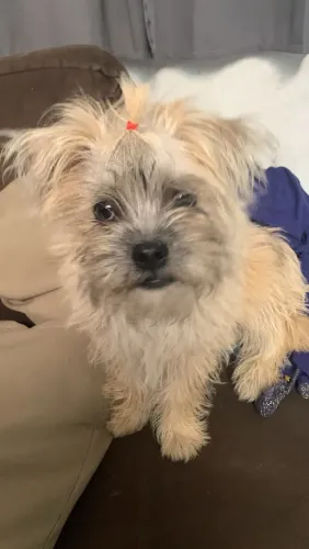 Doa se cachorrinho macho castrado 