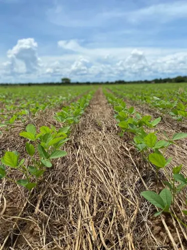 Fazenda de arrendamento 2.000 plantando em Santana do Araguaia PA.