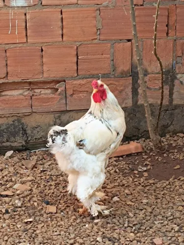 Galo Brahma!