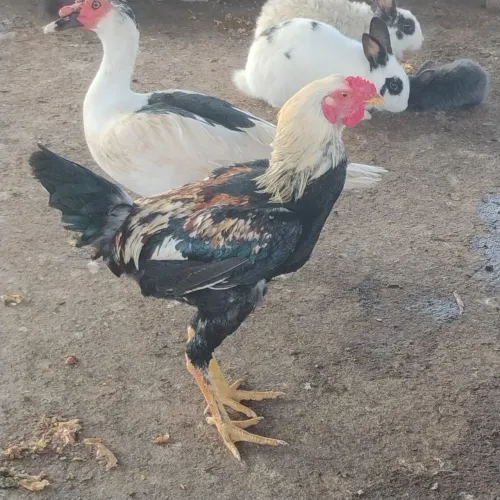 Vende .se galo