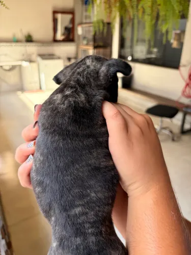 Buldogue francês macho 