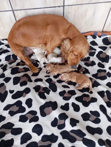 Filhotes Coker spaniel 