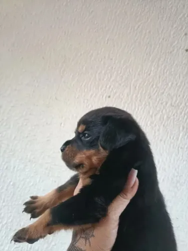 Rottweiler Um pet que combina alegria, lealdade e diversão