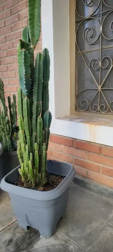 Jardinagem