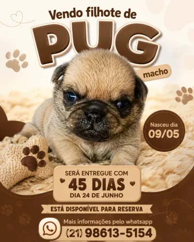 Filhote de Pug macho