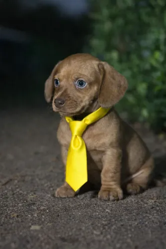 Incrível bebê Daschound chocolate olhos verdes machinho!